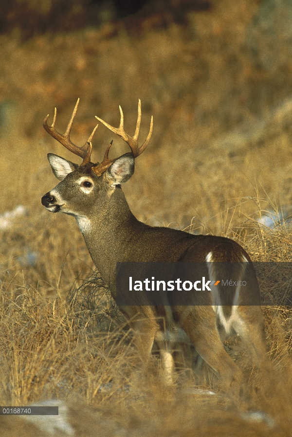 Venado de cola blanca (Odocoileus virginianus) alerta diez punto buck