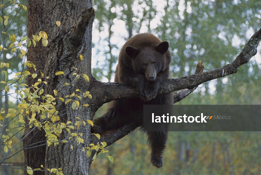 Oso negro (Ursus americanus) adulto descansando en un árbol