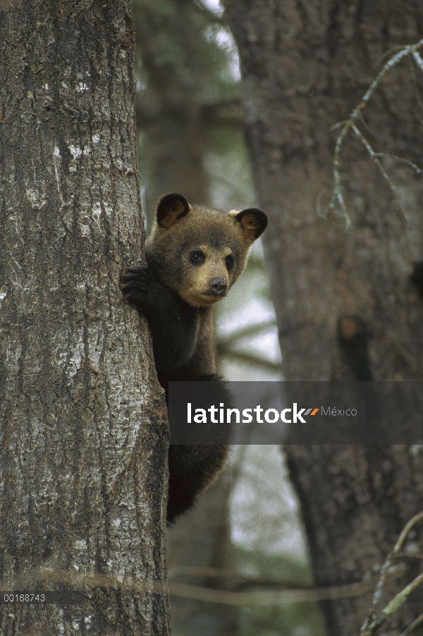 Cub de oso negro (Ursus americanus) en el árbol