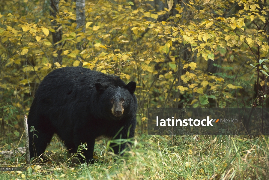 Adulto grande de oso negro (Ursus americanus) en bosques de caducifolios