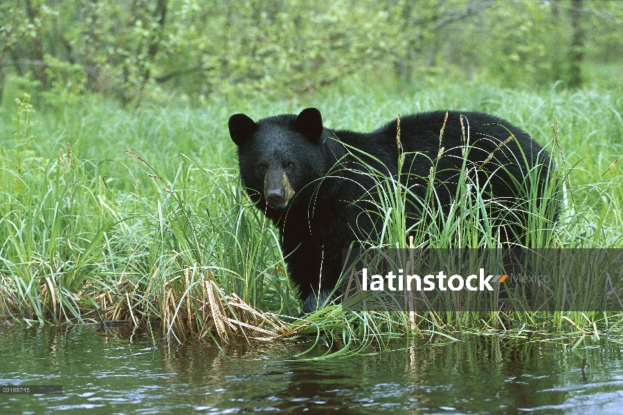 Negro de pie de oso (Ursus americanus) en pasto en el borde de un arroyo