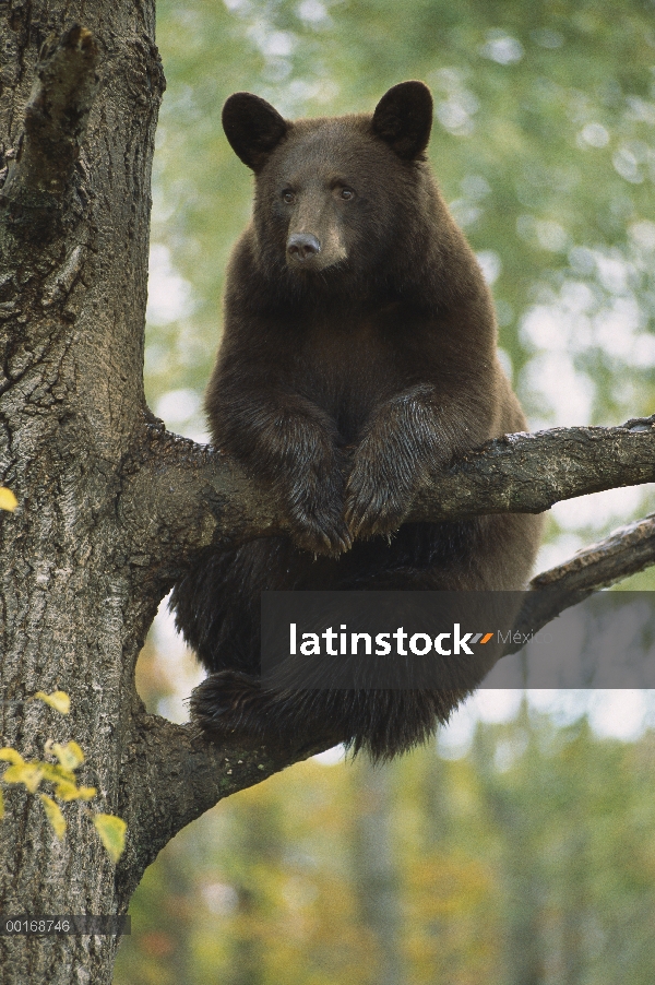 Adulto de color canela de oso negro (Ursus americanus) en el árbol