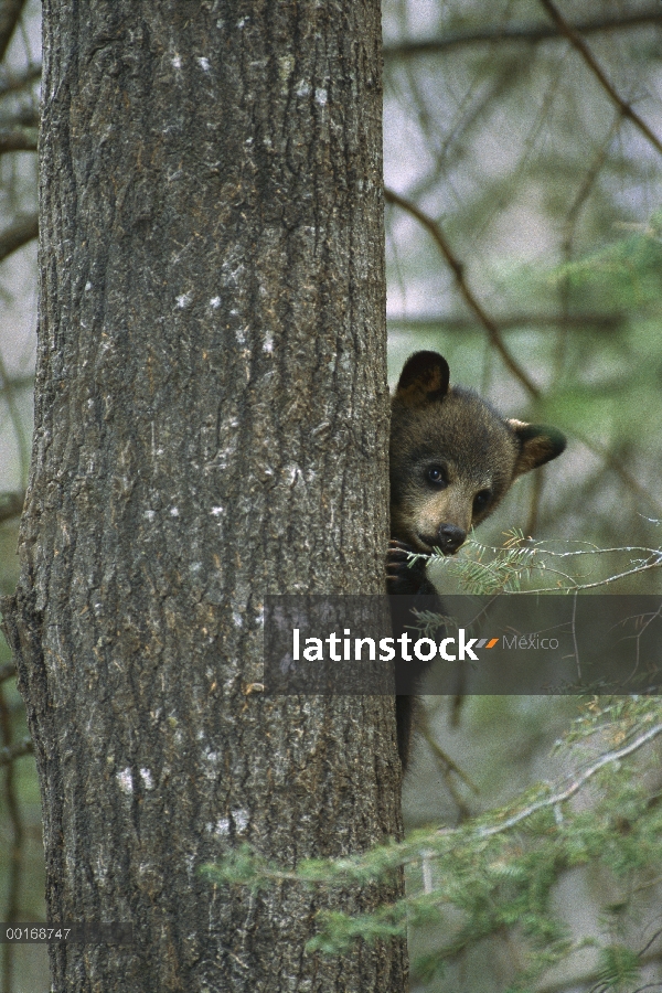 Cub de oso negro (Ursus americanus) en el árbol