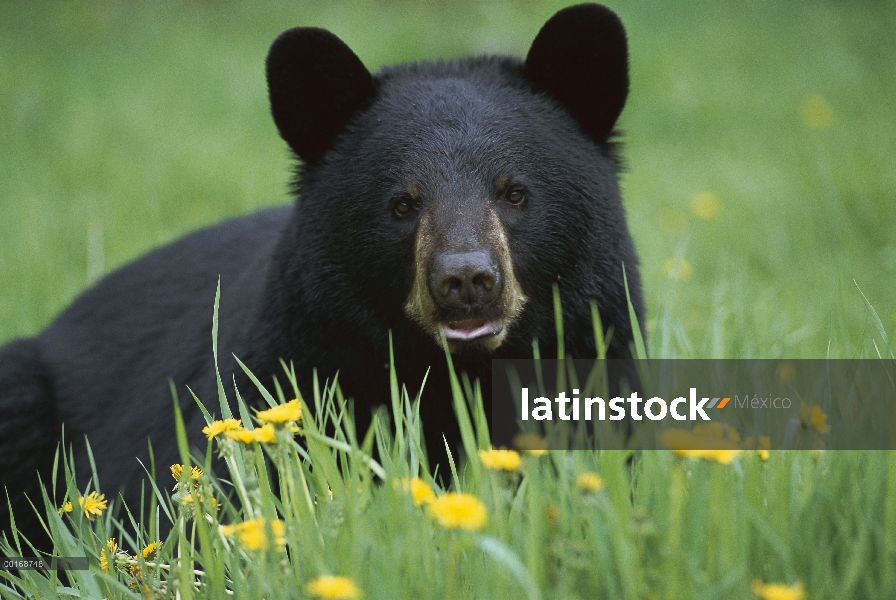 Oso negro (Ursus americanus) primer plano retrato de adulto en hierba verde entre diente de León