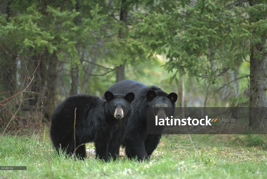 Oso negro (Ursus americanus) sembrar con cachorro de un año