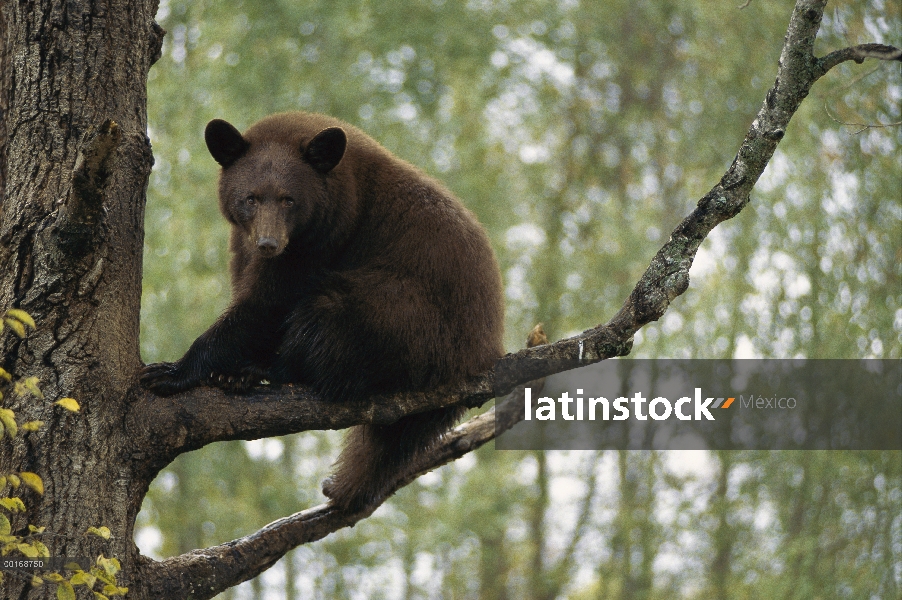 Oso negro (Ursus americanus) canela color adulto en árbol