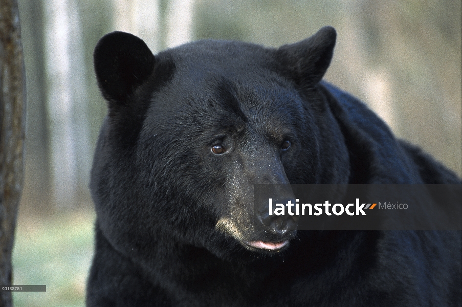 Oso negro (Ursus americanus) retrato de adulto grande