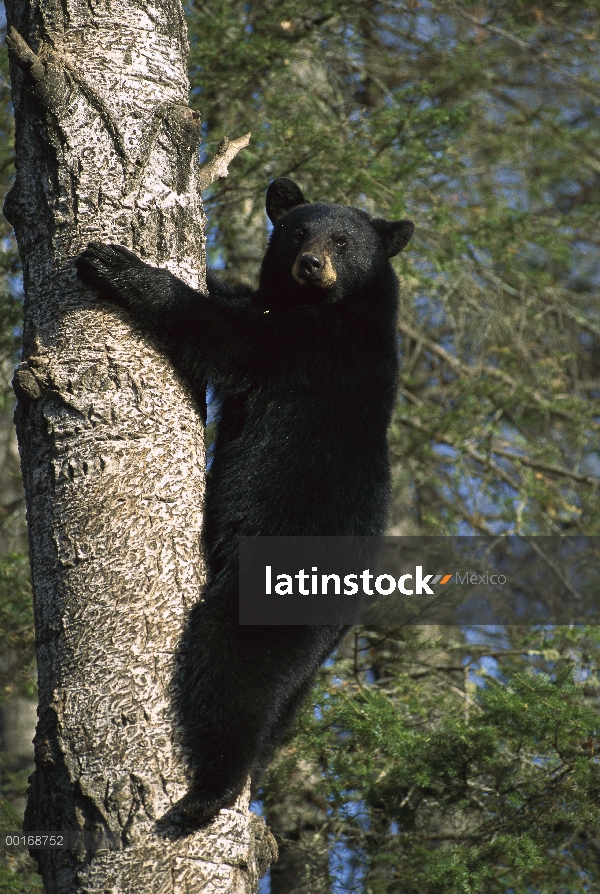 Adulto de oso negro (Ursus americanus) en el árbol