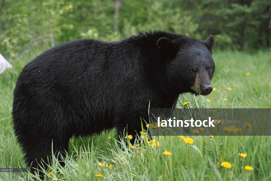 Retrato del oso negro (Ursus americanus) de adulto en hierba verde entre diente de León