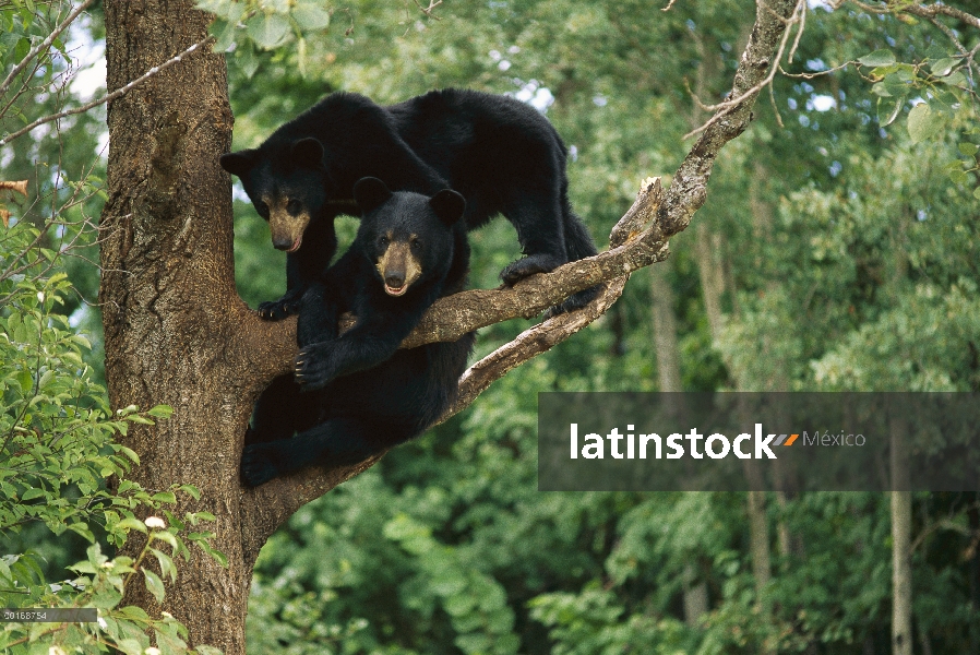 Negro (Ursus americanus) dos juguetones un año oseznos en árbol, Minnesota norteño