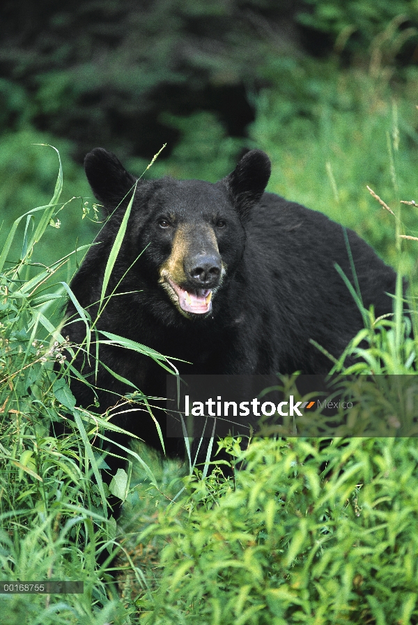 Oso negro (Ursus americanus) primer plano retrato de adulto con hierba verde