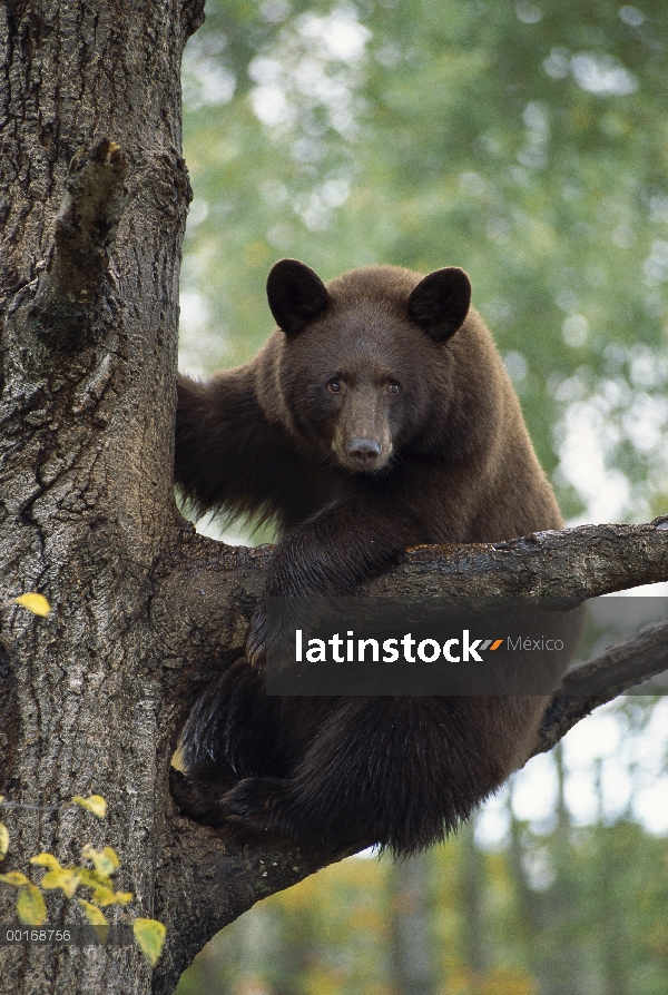 Oso negro (Ursus americanus) canela color adulto en árbol