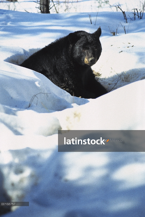 Oso negro (Ursus americanus) salen de la guarida de invierno en un día caluroso