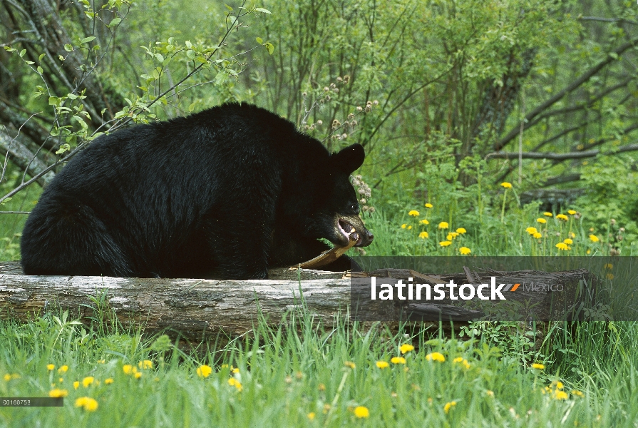 Oso negro (Ursus americanus) destrozando tronco caído en busca de insectos para comer