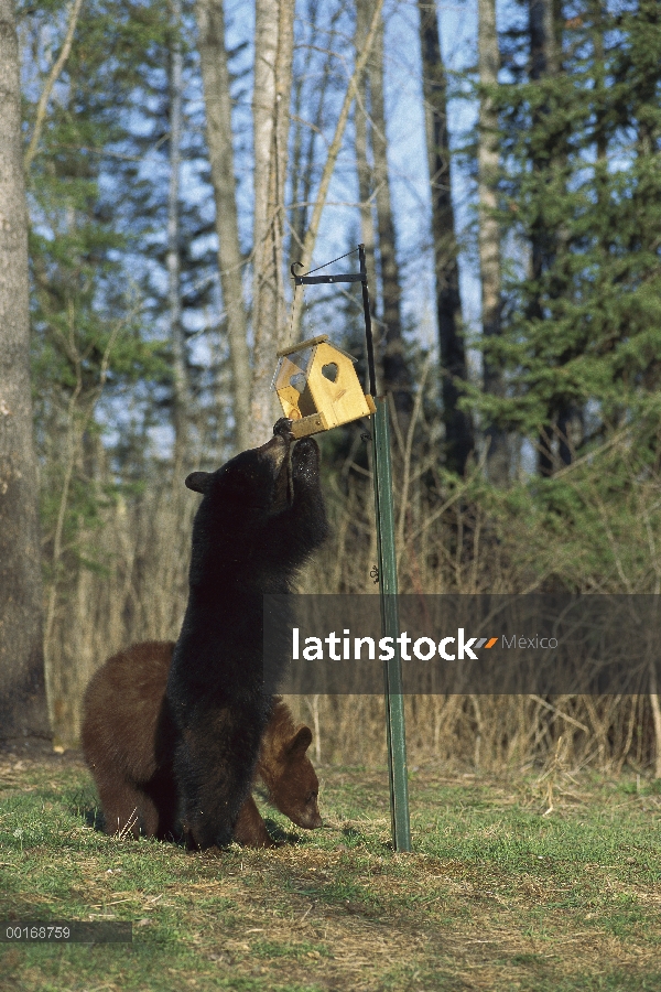 Oso negro (Ursus americanus) cachorros de un año curioso investigar un comedero