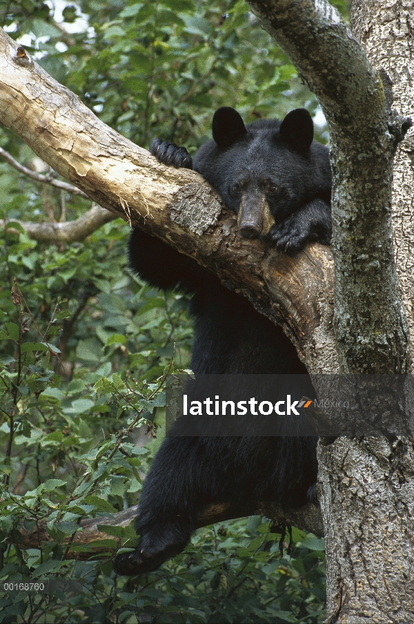 Adulto de oso negro (Ursus americanus) en el árbol