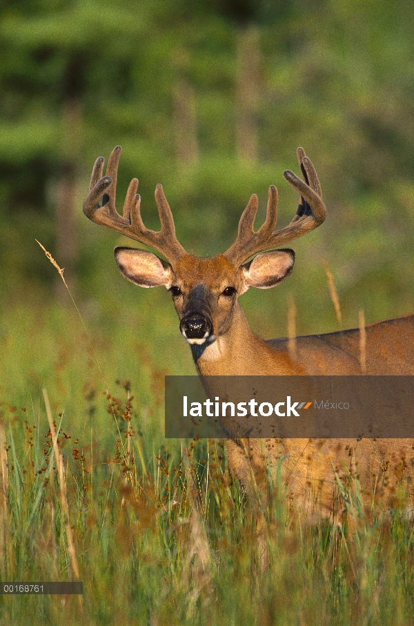 Venado de cola blanca (Odocoileus virginianus) trece punto buck en terciopelo