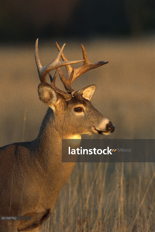 Venado de cola blanca (Odocoileus virginianus) retrato de buck en el otoño del Prado