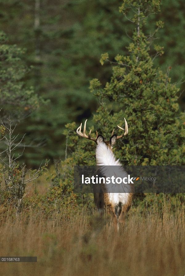 Venado de cola blanca (Odocoileus virginianus) madura buck huía hacia el bosque que muestra la parte