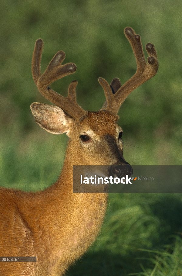 Primer plano de venado de cola blanca (Odocoileus virginianus) de buck en terciopelo