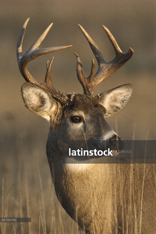 Primer plano de venado de cola blanca (Odocoileus virginianus) de buck, América del norte