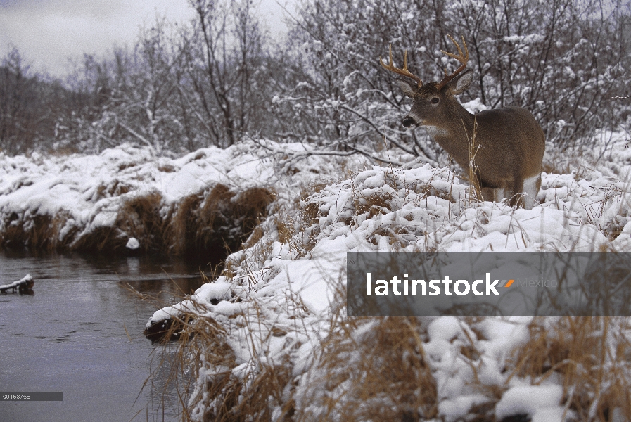 Venado de cola blanca (Odocoileus virginianus) pelota de pie en la orilla del río Nevado