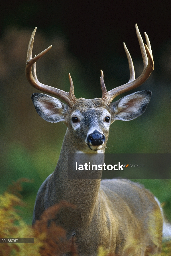 Primer plano de venado de cola blanca (Odocoileus virginianus) de buck, América del norte