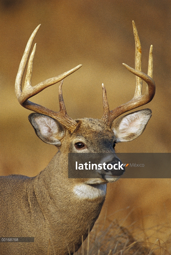 Primer plano de venado de cola blanca (Odocoileus virginianus) de buck, América del norte