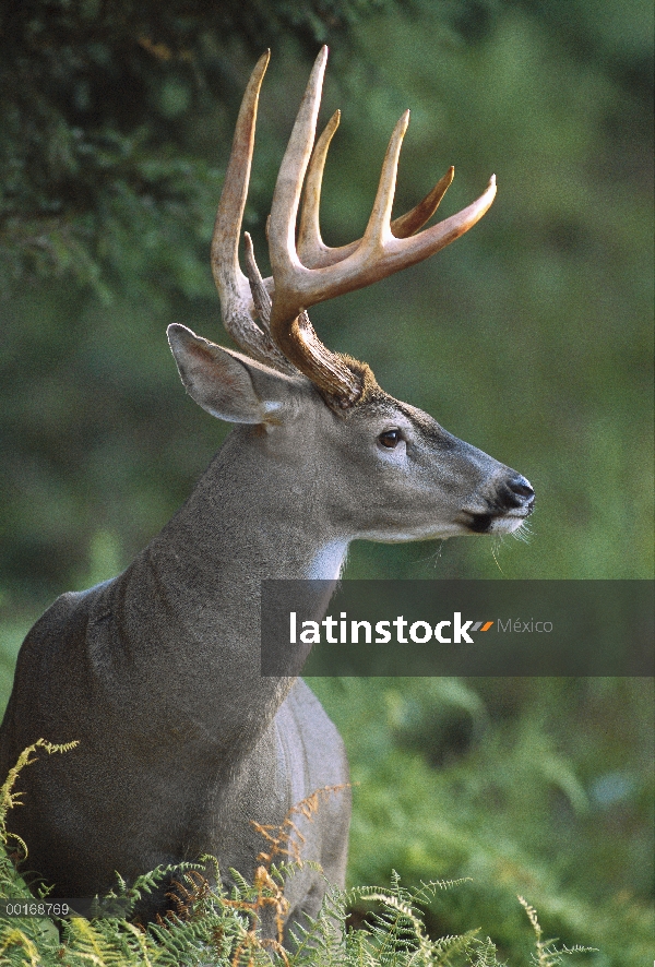 Primer plano de venado de cola blanca (Odocoileus virginianus) de buck en terciopelo