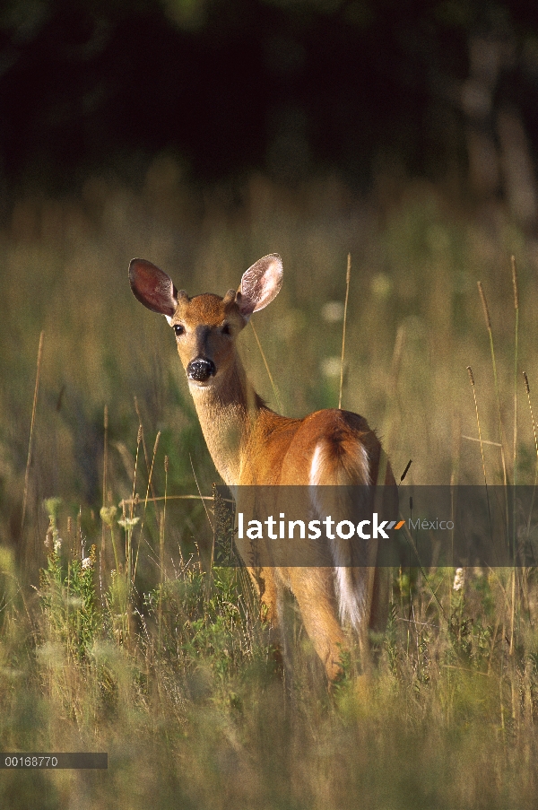 Venado de cola blanca (Odocoileus virginianus) joven masculino mirando hacia atrás caída del Prado