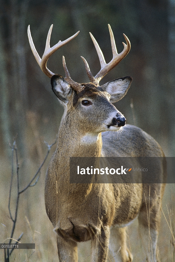 Primer plano de venado de cola blanca (Odocoileus virginianus) de buck