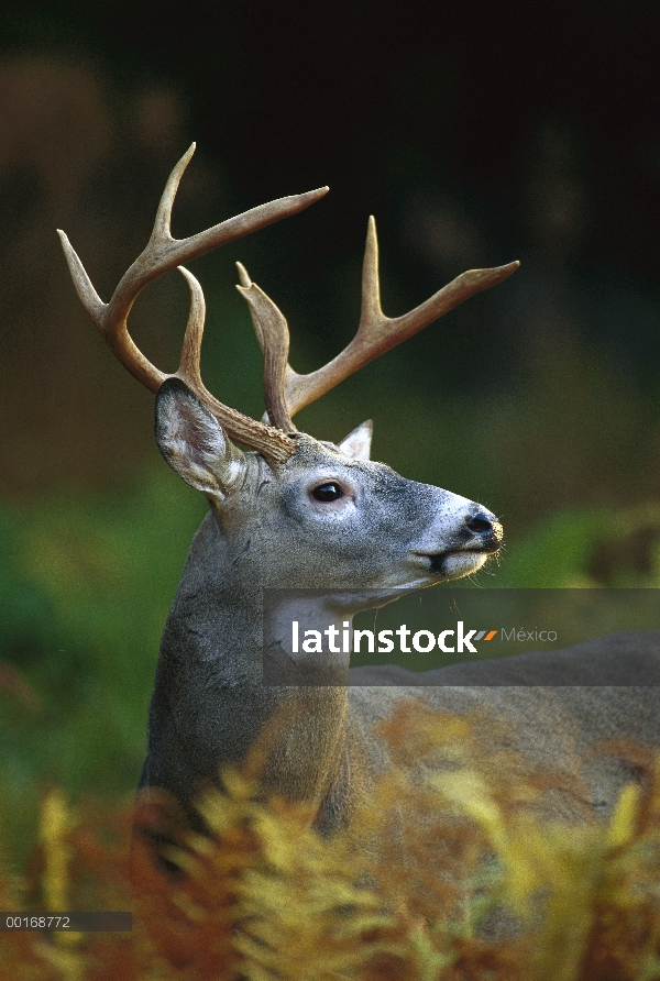 Primer plano de venado de cola blanca (Odocoileus virginianus) de buck