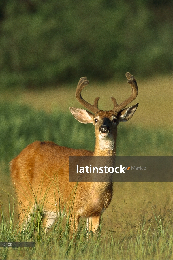 Primer plano de venado de cola blanca (Odocoileus virginianus) de buck en terciopelo