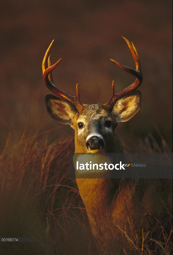 Primer plano de venado de cola blanca (Odocoileus virginianus) de buck