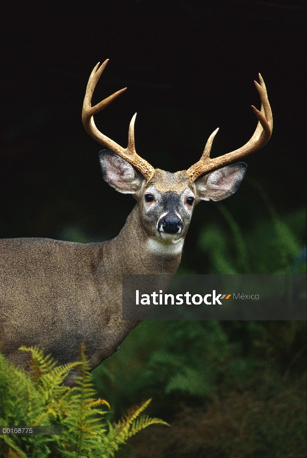 Primer plano de venado de cola blanca (Odocoileus virginianus) de buck