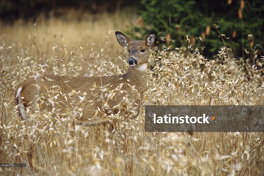 Venado de cola blanca (Odocoileus virginianus) fawn en hierba alta, otoño