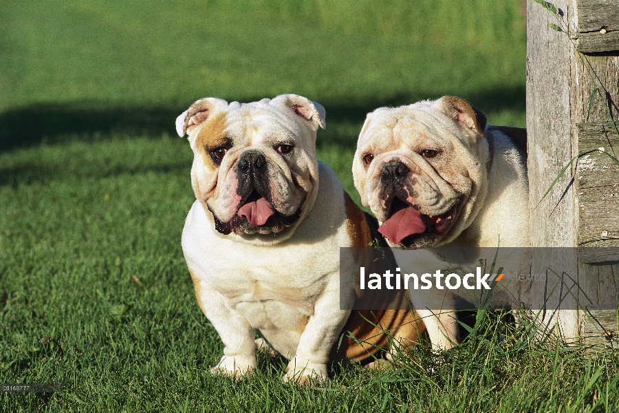 Jadeando los dos adultos Bulldog (Canis familiaris) en ingles