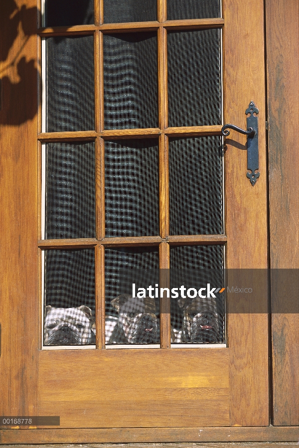 Bulldog Inglés (Canis familiaris) tres adultos fuera de la puerta de pantalla