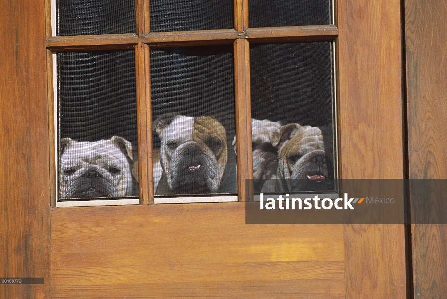 Bulldog Inglés (Canis familiaris) tres adultos fuera de la puerta de pantalla