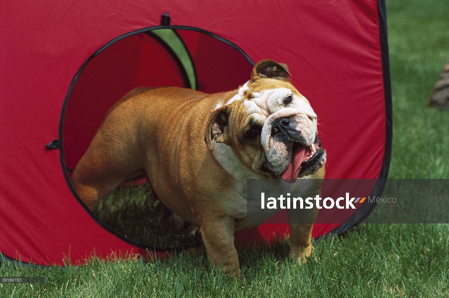 Bulldog Inglés (Canis familiaris) en la tienda