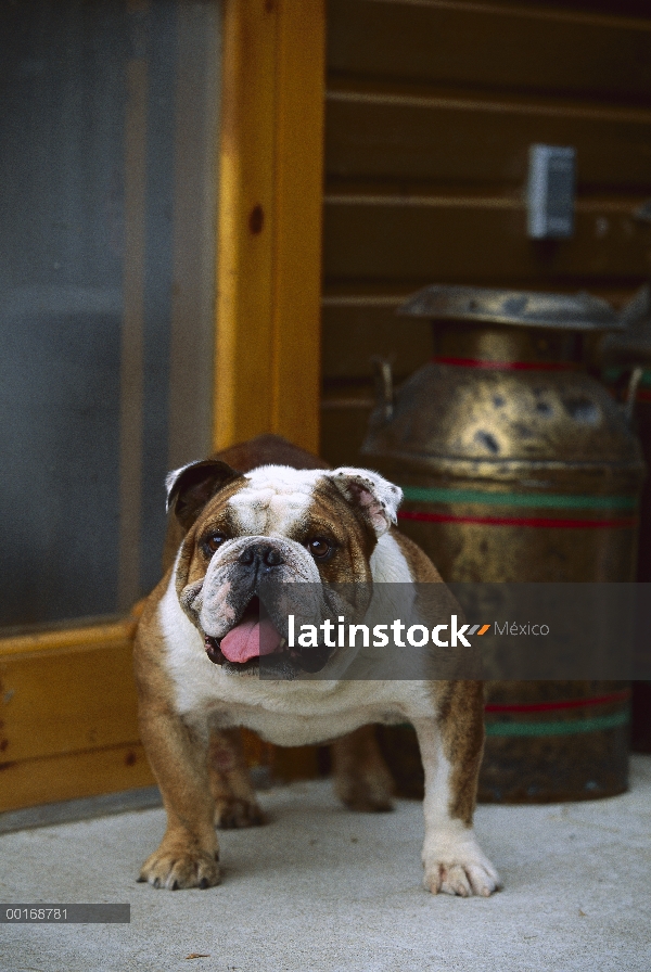 Retrato de Bulldog Inglés (Canis familiaris)