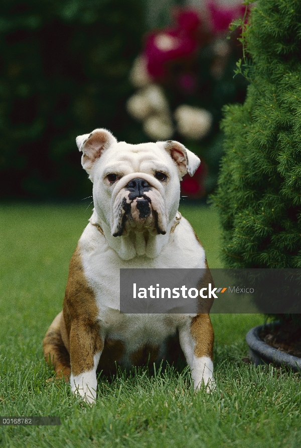 Retrato de Bulldog Inglés (Canis familiaris)