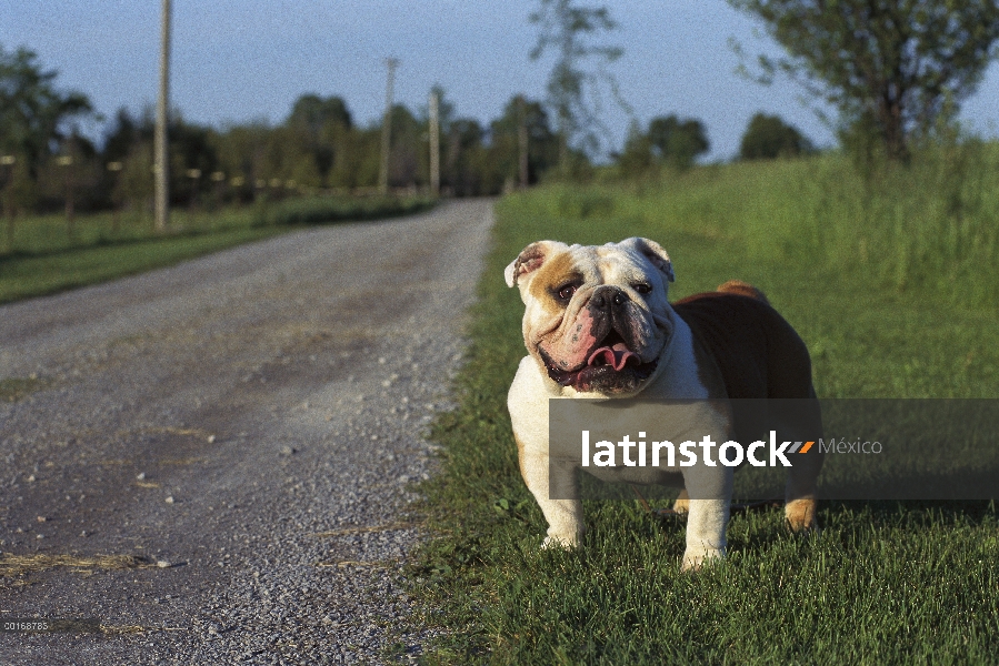 Bulldog Inglés (Canis familiaris) a lo largo de la carretera