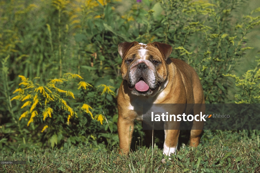 Retrato de Bulldog Inglés (Canis familiaris)