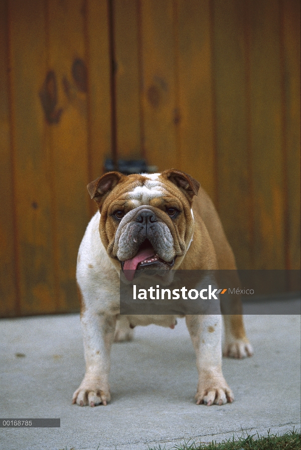 Retrato de Bulldog Inglés (Canis familiaris)