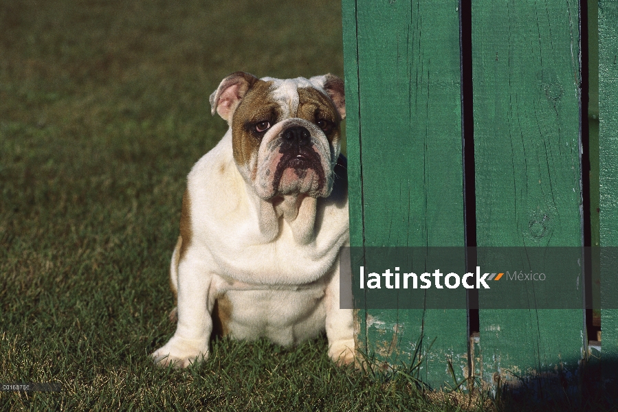 Retrato de Bulldog Inglés (Canis familiaris)