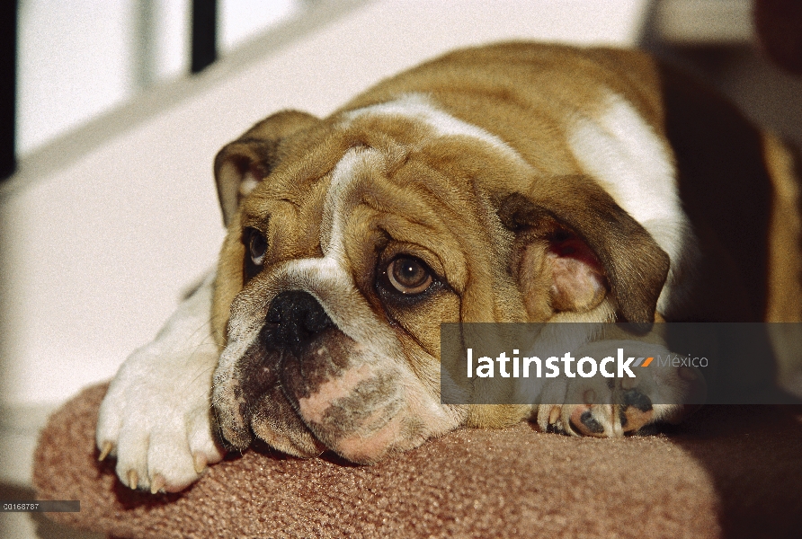 Cachorro de Bulldog Inglés (Canis familiaris) de descanso