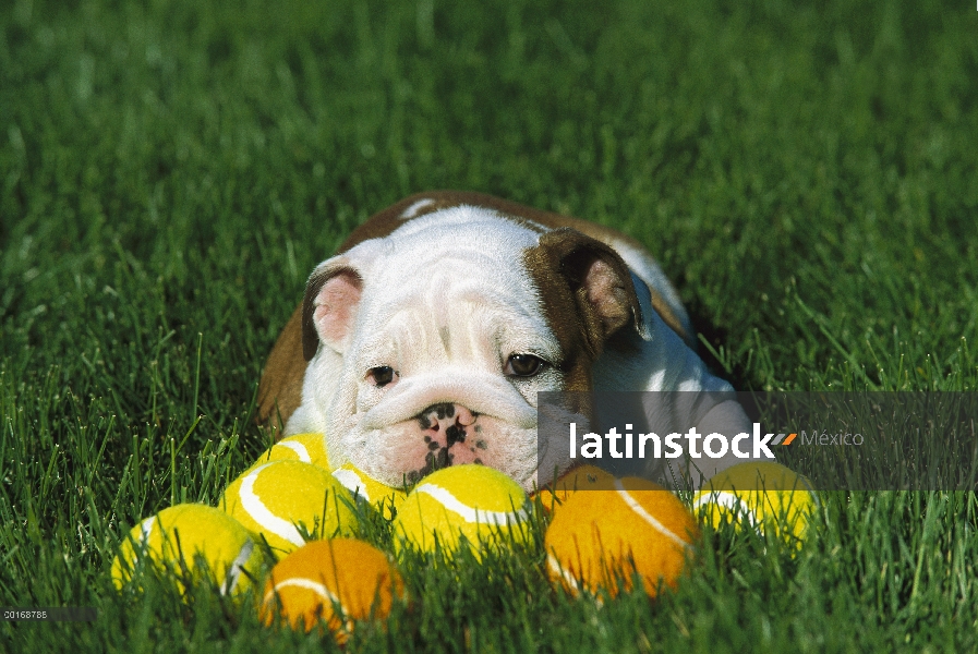 Cachorro de Bulldog Inglés (Canis familiaris) tendido sobre la hierba con pelotas de tenis, cansado 