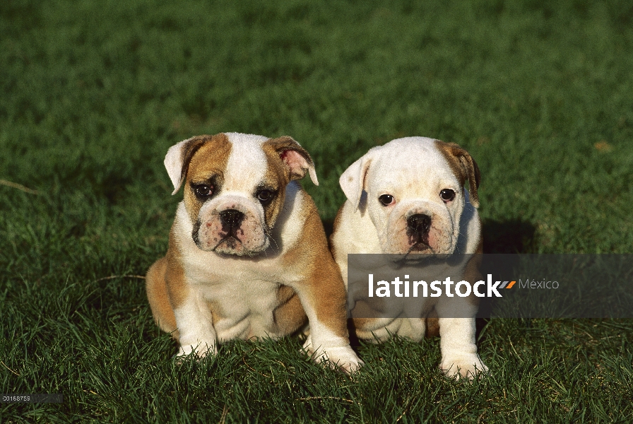 Sentado en la hierba de dos cachorros Bulldog (Canis familiaris) en ingles