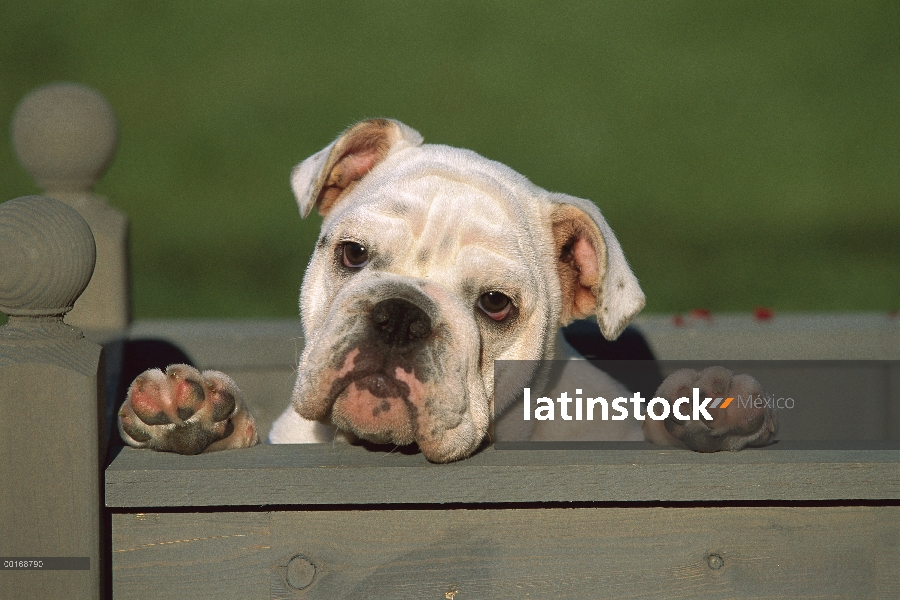 Bulldog Inglés (Canis familiaris) retrato de perrito